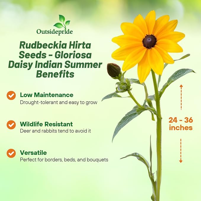 Outsidepride Indian Summer Gloriosa Daisy Seeds – 200 Pcs Perennial Rapid Growing, Heat & Drought Tolerant Rudbeckia Hirta Daisy Flower Seeds for Vibrant Meadows & Garden Borders (AAS Winner)
