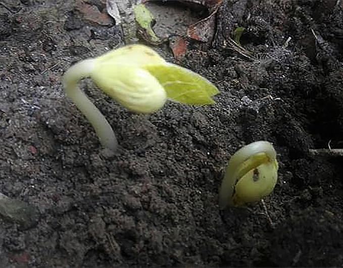 Burpee Stringless Green Bean Seeds - 40+ Seeds