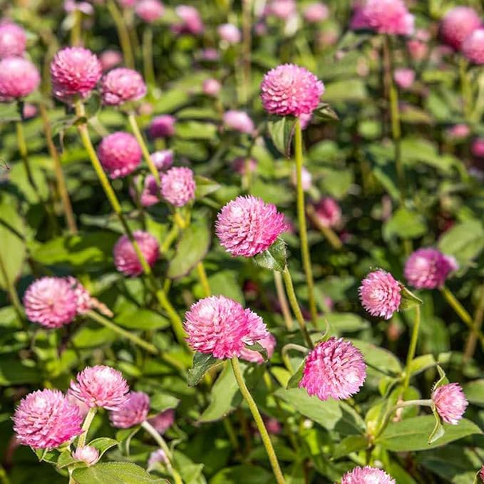 Outsidepride 2000 Seeds Annual Salmon Gomphrena Globosa Flower Seed for Planting