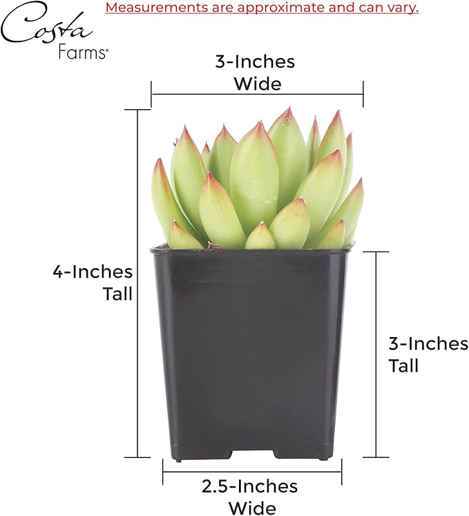 Costa Farms Grower Pot, 4-Pack Echeveria Succulents Live Indoor Plant 3-Inches Tall, in Grower's Pot