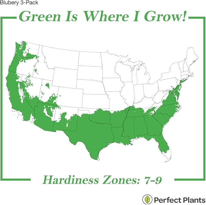 PERFECT PLANTS 3 Pack Rabbiteye Blueberry Bushes 1 Gallon | Live Fruit Bush for Outdoor Planting | Sweet Blueberries for Fresh Eating | Easily Grown in Home Gardens