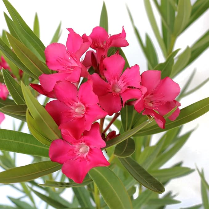 AMERICAN PLANT EXCHANGE Oleander Bush, Full-Size, Calypso Pink, Flowering Privacy Hedge, Live Outdoor Plant, 10-12ft Max Height, 10-Inch Pot, Hardy Evergreen Landscape Shrub