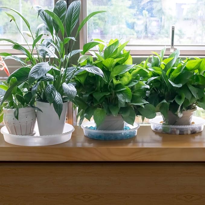 MUDEELA 6 Pack of 8 inch Plant Saucer, Durable Plastic Plant Trays for Indoors, Clear Plastic Flower Plant Pot Saucer, Made of Thicker, Stronger Plastic, with Taller Design