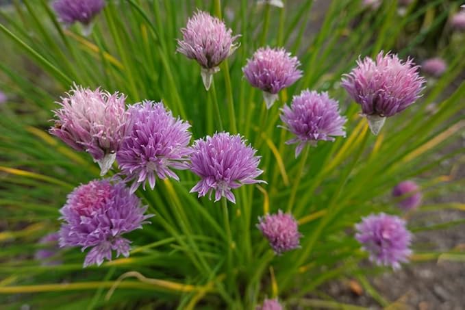 Common Chives Seeds for Planting, 1000+ Heirloom Seeds Per Packet, (Isla's Garden Seeds), Non GMO Seeds, Botanical Name: Allium tuberosum, Great Herb Garden Gift