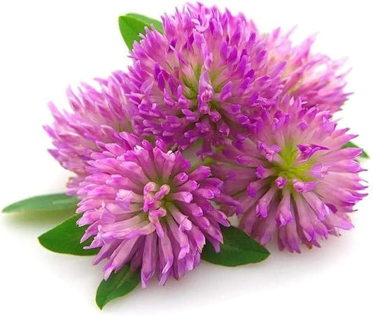 Todd's Seeds Red Clover Seeds, Non-GMO, Chemical Free, High Germination (1/2 Pound)