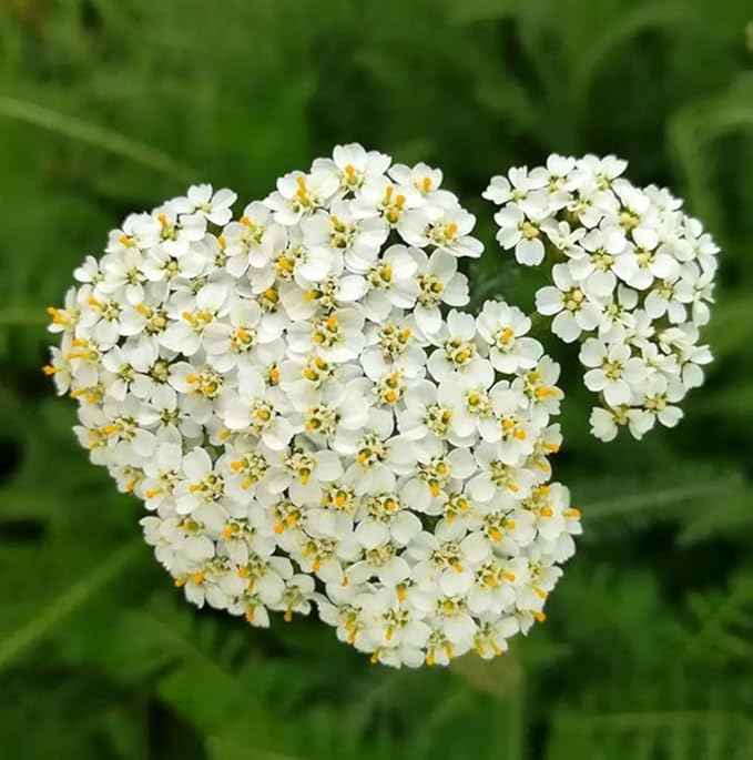 Common Yarrow Seeds Mixed Color Achillea Millefolium Flower Seeds 500 Seeds