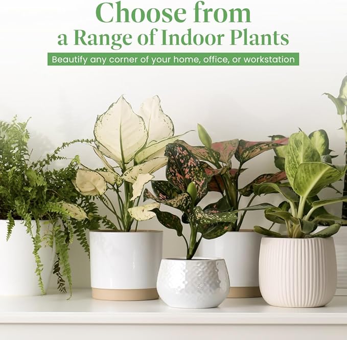 American Plant Exchange Calathea Ornata “Pinstripe” Live Prayer Plant, 6-Inch Pot, W/Stylish Cover, Pet Safe, Low Light, Air Purifying, Easy to Care, Stunning Indoor Houseplant