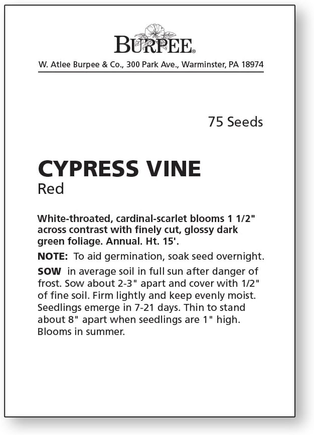 Burpee Red Cypress Vine Seeds 75 Seeds (Pack of 2)