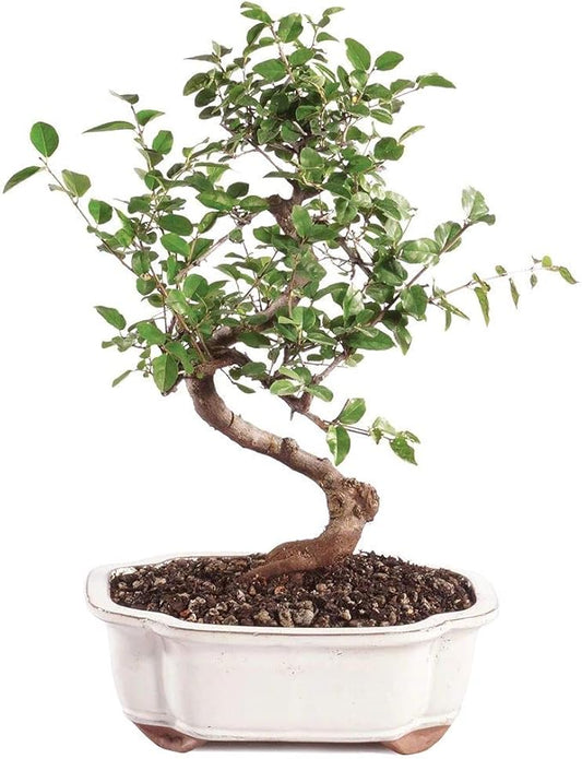 Brussel's Bonsai Live Chinese Sweet Plum Bonsai Tree - 5 Years, 6 to 10 in - Indoor Bonsai in Ceramic Bonsai Pot