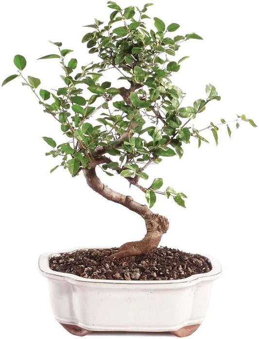 Brussel's Bonsai Live Chinese Sweet Plum Bonsai Tree - 5 Years, 6 to 10 in - Indoor Bonsai in Ceramic Bonsai Pot