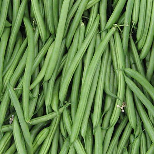 Park Seed Bean Seeds Harvest and Grow Your Own Spring Garden Vegetables, Endeavour, Pack of 250