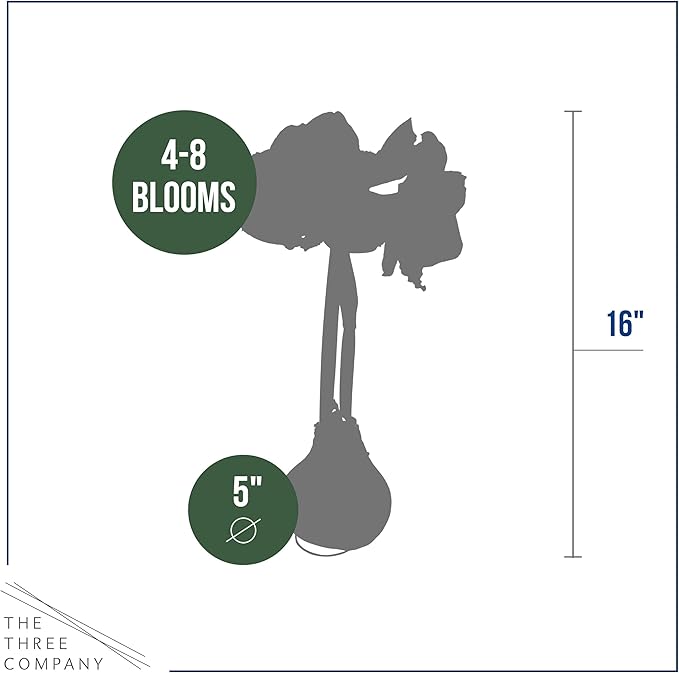 Waxed Amaryllis Bulb - Pink Wax, White Blooms - Easy Care - No Watering Needed! Beautiful Spring Décor