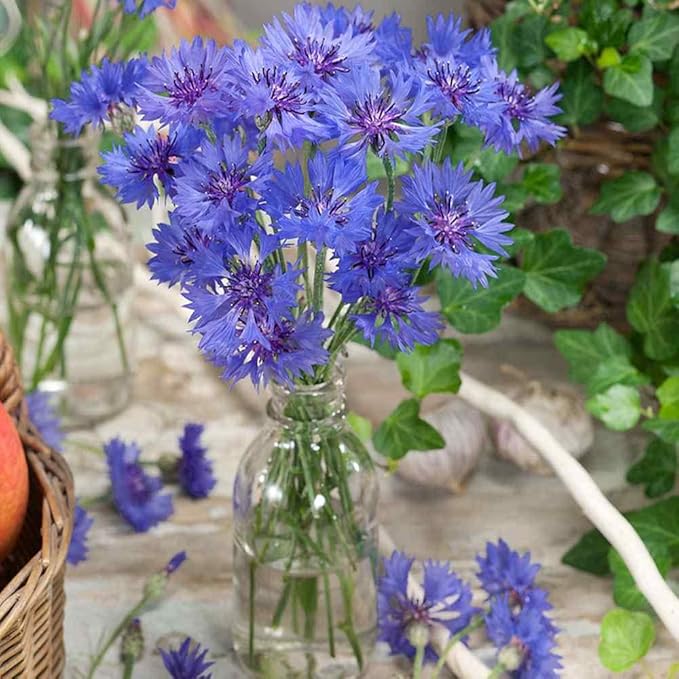 Outsidepride 2000 Seeds Blue Cornflower Bachelor's Button Dwarf Garden Flower Seeds for Planting