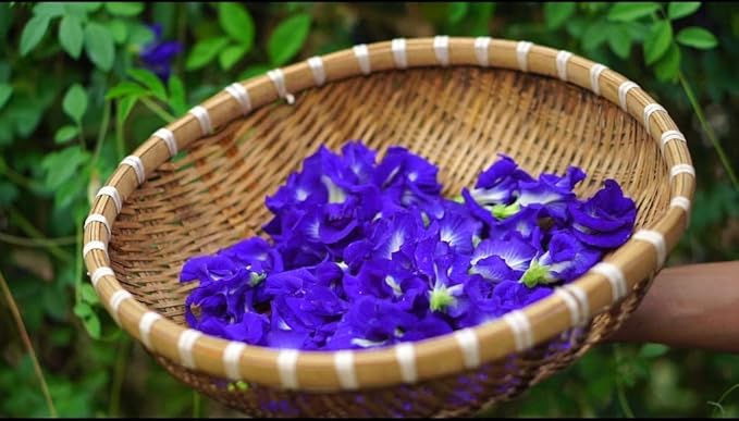 100 Butterfly Pea Flower Seeds - HOA Dau Biec - Blue Butterfly Pea Vine Seeds (Clitoria Ternatea) Asian Pigeonwings -Tropical Vine Plant Seeds- Edible Flower Seeds
