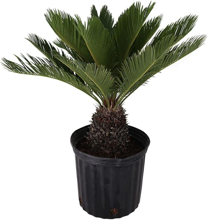 American Plant Exchange Live King Sago Palm Tree, Japanese Sago Palm Tree, Plant Pot for Home and Garden Decor, 10" Pot