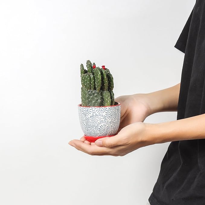 Selamica Ceramic Succulent Pots with Drainage Holes, Small Flower Pots 3.5 Inch Plant Pots for Indoor Plants with Saucers, Cactus Succulent, Home Decor, Set of 4, Assorted Colors