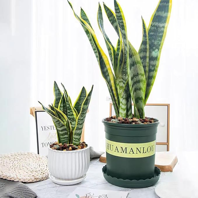 Succulent Cactus Soil Potting Mix Horticultural Lava Rocks Bonsai Soil for Indoor Plants Drainage Volcanic Rock for Terrarium Gardening Top Dressing 5lb