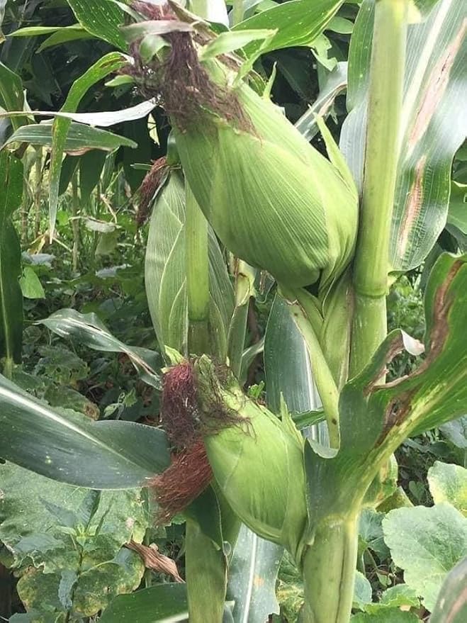 25+ Seeds Bap NEP nu SUA Seeds Rare find Asian