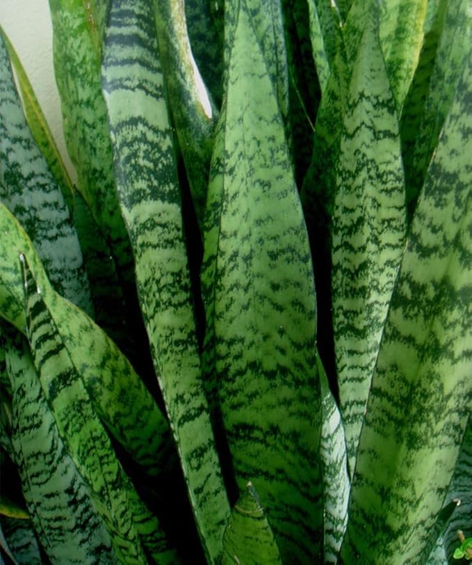 American Plant Exchange Snake Plant, Green Sansevieria Zeylanica, 6-Inch Pot, Easy-to-Care, Air Purifying Indoor Houseplant for Home, Office & Garden Décor or Gifting