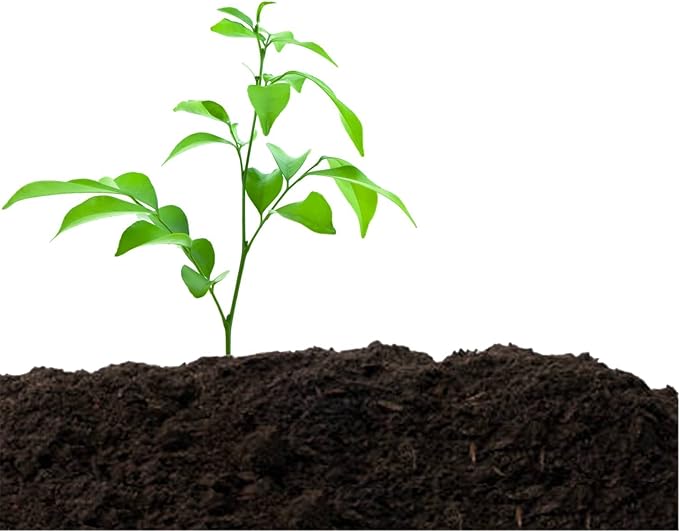 Organic Compost - Plant Based Potting Soil - Home, Garden Fertilizer - Complete Food - Boosts Plant Growth - Use for Indoor and Outdoor Farming, 10 LBS (8 Quarts)