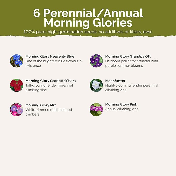 Eden Brothers Top O The Morning Flower Mixed Seeds for Planting, 10 lb, 4,800,000+ Seeds with Morning Glory, Moonflower | Attracts Pollinators, Plant in Spring or Fall, Zones 3, 4, 5, 6, 7, 8, 9, 10