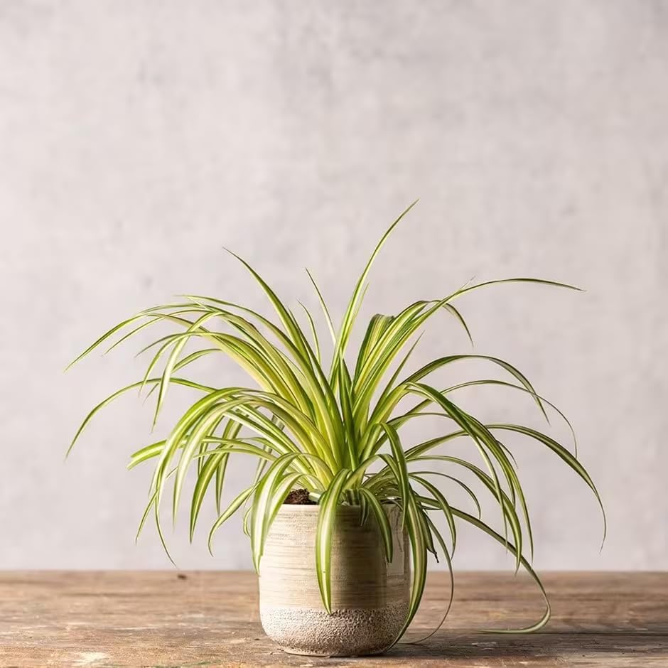 Healthy Spider Plant - Easy Care, Air-Purifying Houseplant (2 Spider sacs)