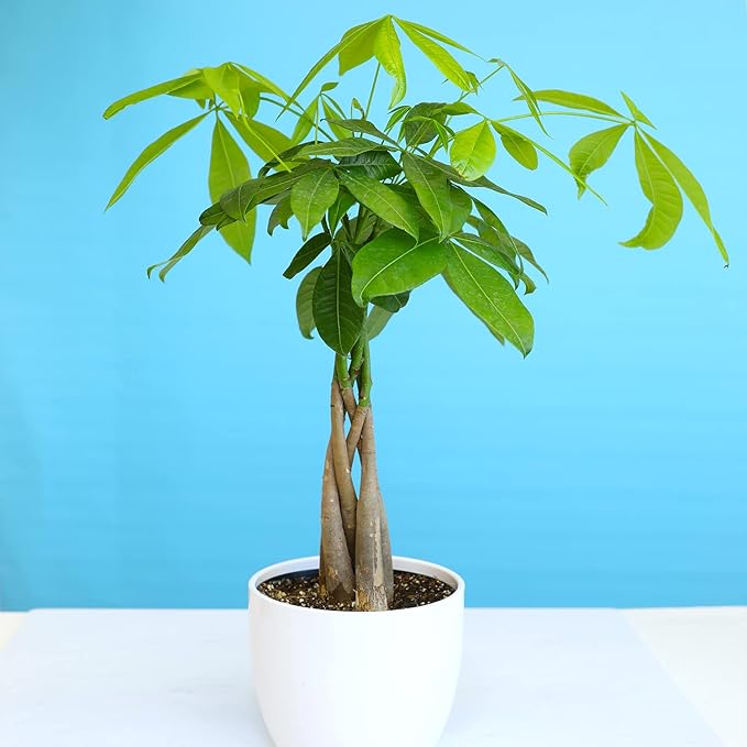 Altman Plants, Chinese Money Plant Decor, Money Tree Plant Indoor House Plants, Bonsai Tree Feng Shui Decor, House Plants Indoors Live Plants Indoor Plants Live Houseplants Live Indoor Live Plants