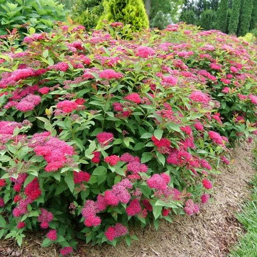 Spiraea jap. Double Play Doozie (Spirea) Shrub, 3-Size Container, red-Pink Flowers