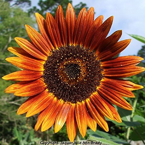 Dirt Goddess Super Seeds ~ Autumn Beauty Sunflower Seeds (1/2 Lb) Helianthus annuus Non GMO Bulk