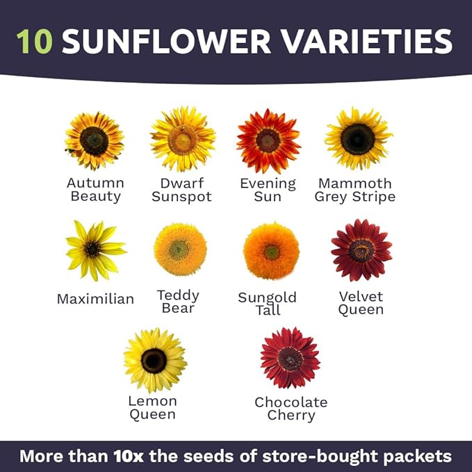 SWEET YARDS Sunflower Variety Mix 10 Types of Beautiful Sunflowers - Bulk 1 Ounce Packet - Open Pollinated Sunflower Seeds