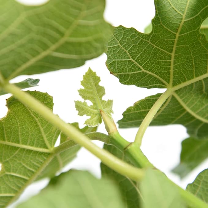 PERFECT PLANTS Brown Turkey Fig Tree Live Plant, 3 Gallon, Includes Care Guide