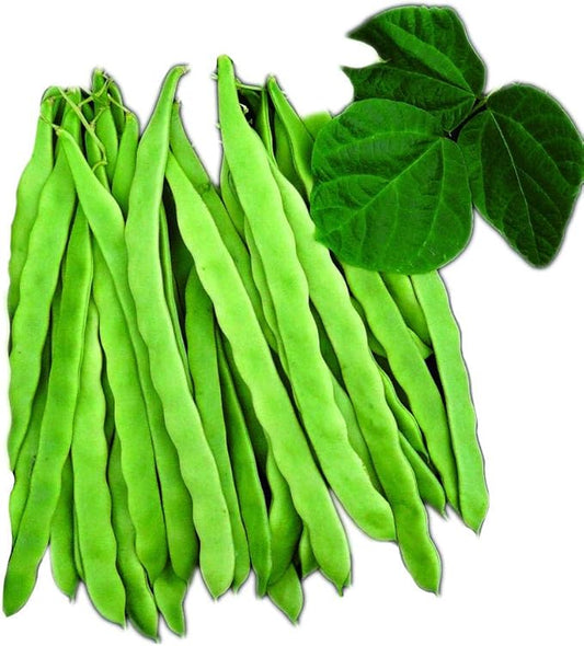 Park Seed Bean Seeds Harvest and Grow Your Own Spring Garden Vegetables, Algarve French Climbing, Pack of 100