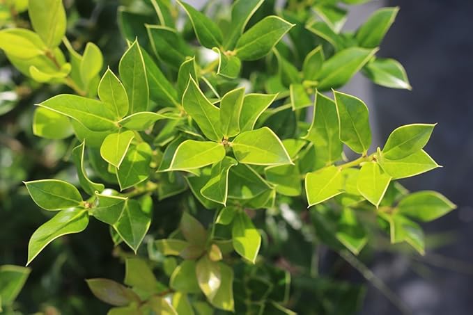 Needlepoint Holly - Size: 1 Gallon, Live Plant, Includes Special Blend Fertilizer & Planting Guide