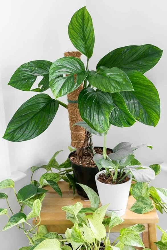 Monstera Pinnatipartita Plant Potting Mix - Enhances Drainage and Prevents Root Rot - 5 Quart