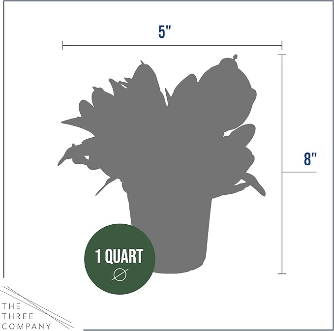 Live Crown of Thorns (Euphorbia Milii) - Light Pink Blooms - Long Lasting Flowers - Beautiful Spring Décor - 8" Tall by 5" Wide