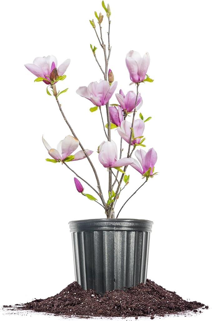 Jane Magnolia in 3 Gal. Grower's Pot | Beautiful Purple Early Spring Blooms | Easy Care | Dwarf Growth Habit