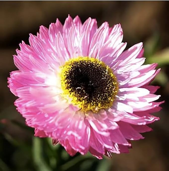 Paper Daisy Seeds - Helipterum Roseum - Approximately 1000 Seeds