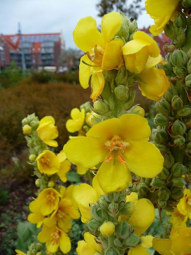Great Mullein Verbascum thapsus 150 Seeds Heirloom- Non GMO - Open Pollinated
