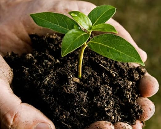 Perfekt Earth Organic Fertilizer - Indoor Plant Food - Plant Fertilizer - Flower Food - Organic Plant Food - Vegetable Fertilizer - Liquid Fertilizer for Indoor Plants. Easy to Use 1 Pint Bottle.