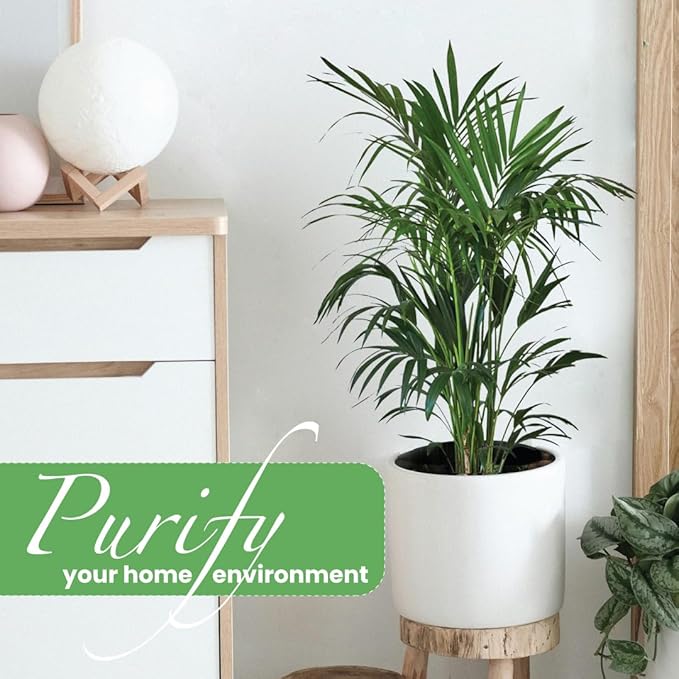 American Plant Exchange Kentia Palm Live Plant, 10-Inch Pot, Large Exotic Houseplant, Green Foliage