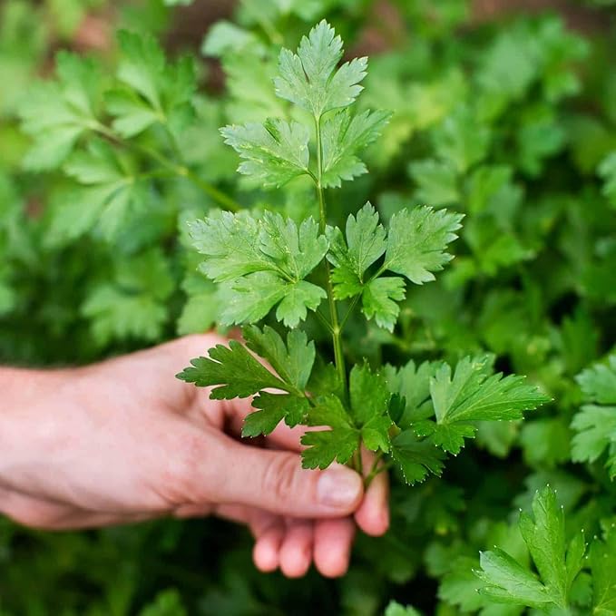 Parsley Potting Mix - Promote Strong Roots and Culinary Excellence with Our Premium Blend - 4 Quart