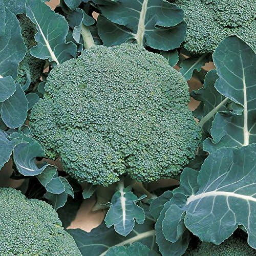 Park Seed Variety of Broccoli Plant Seeds, Easy to Grow, Perfect for Garden, Belstar Hybrid Organic Broccoli Seeds Disease Resistant Adaptable Broccoli Spring Crop, Pack of 30 Seeds