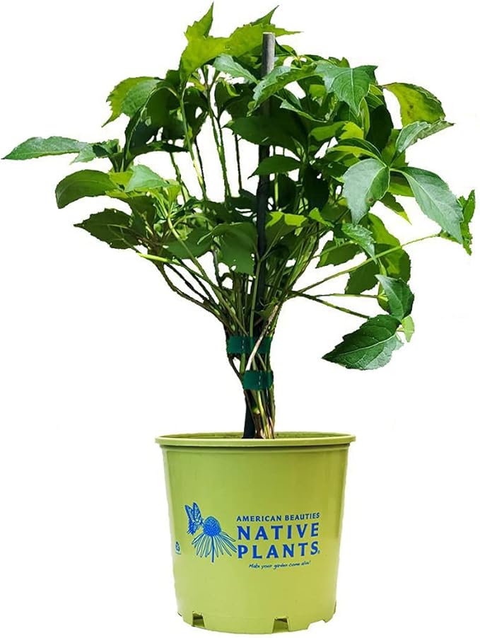 American Beauties Native Plants Parthenocissus quinquefolia (Virginia Creeper) Vine, 1-Size Container, Green Foliage