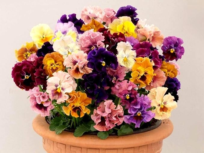 Ruffled Frilly Mixed Pansy Seed 40+ Seeds for Planting Frizzle Sizzle Flower