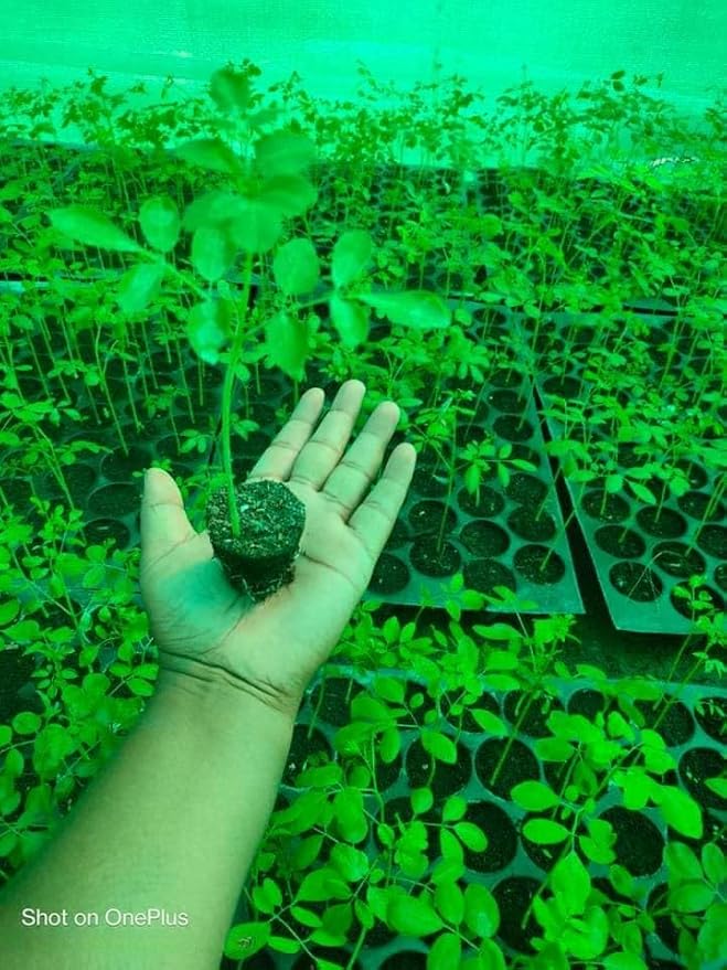 100+ Organic Moringa Seeds| Best for Planting & Gardening| High Yield Fully Matured Black Seeds|Semillas De Moringa Seeds only for Planting