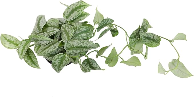 Silver Satin Pothos Plant Live Plant Hanging Basket, Silver Pothos Hanging Plant Live House Plants Indoors, Real Plants Indoor Live Plants Indoor Plants Live Houseplants Live Indoor by Plants for Pets