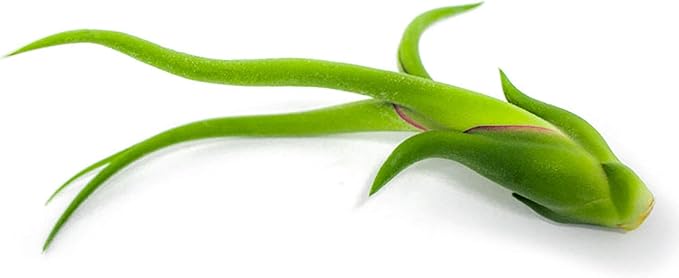 Tillandsia Air Plants Live Indoor Plants (75 Pack), Air Plants Bulk Party Favors or Wedding Favors Live Plants, Air Plant Lover Gifts, DIY Terrarium Kit, Air Succulents Plants Live by Plants for Pets