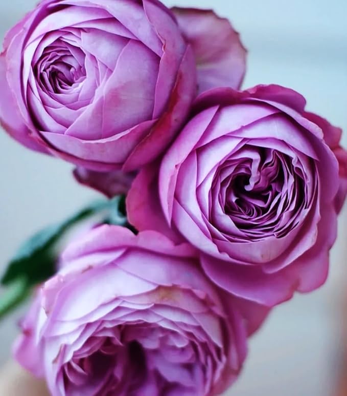 Mixed Peony Ranunculus Bulbs- Persian Buttercup -10 Corms Bulbs Flowering Blooms Perennial Bulbous Root Garden Plant (Purple)