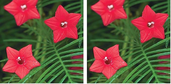 Burpee Red Cypress Vine Seeds 75 Seeds (Pack of 2)
