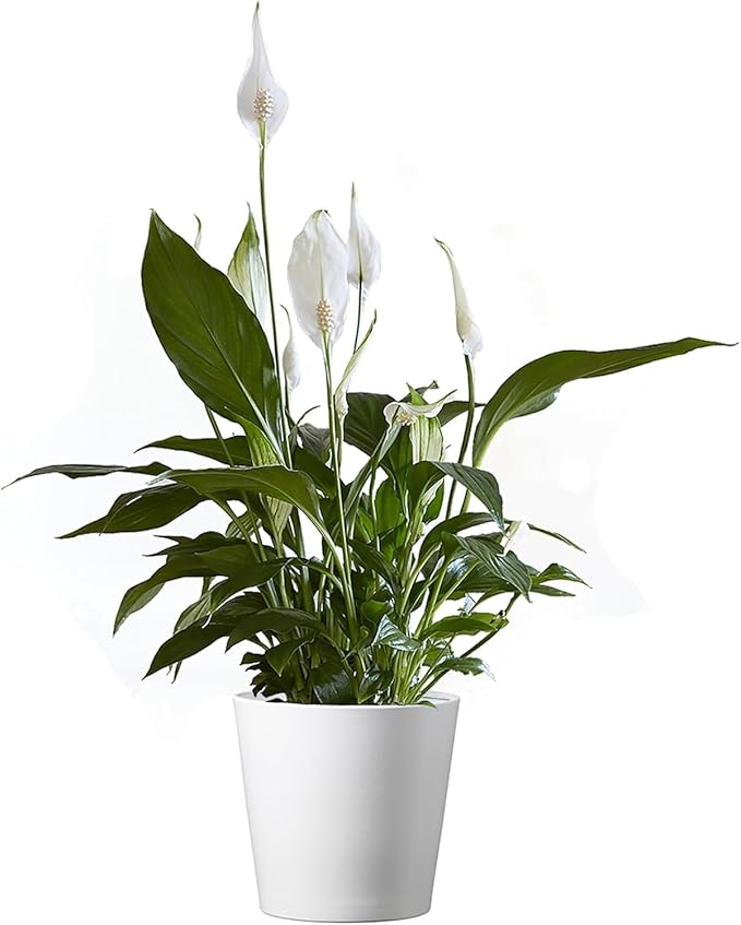 American Plant Exchange Peace Lily, Live Indoor Flowering Houseplant, Easy Care, Low Light, 6-Inch Pot W/Deco Cover, 15-24 Inches Tall, Home, Office & Patio Décor, Housewarming or Sympathy Gift